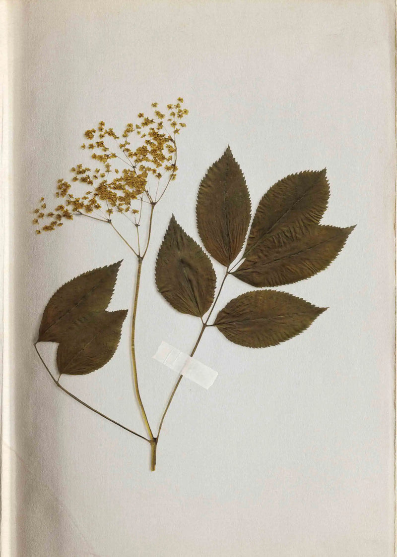 Coffret Sirop Brut Fleur de Sureau & Fruit de la Passion - 2 x 400 ml